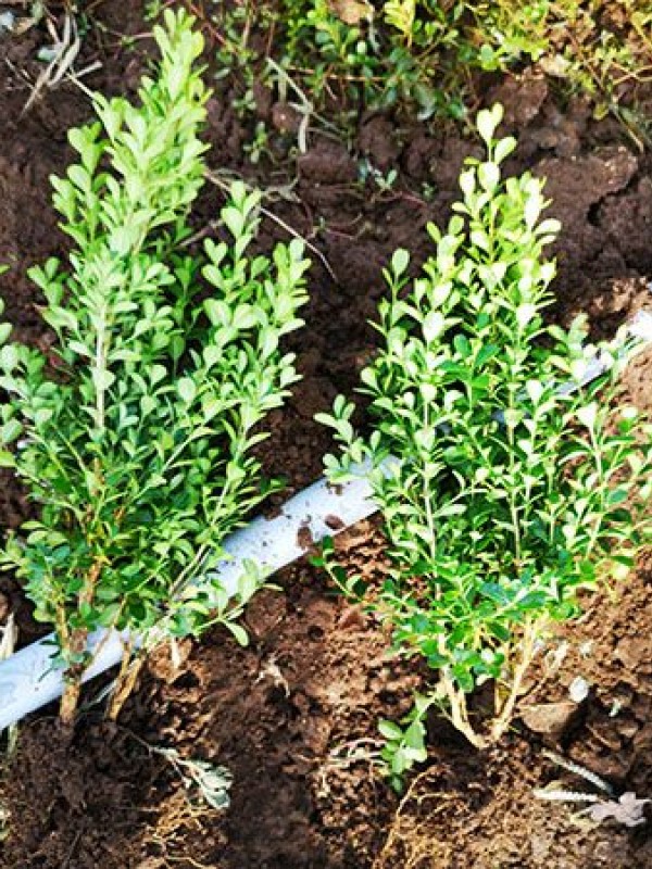 瓜子黄杨（小叶黄杨）