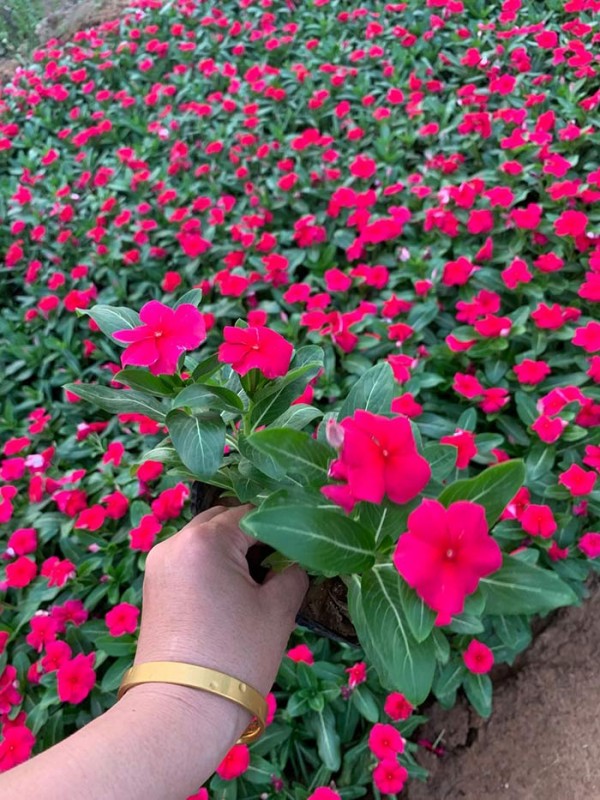 长春花（天天开）