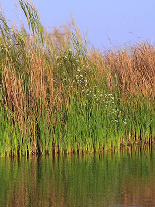 芦苇