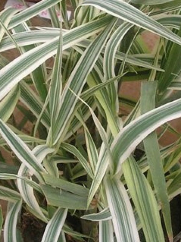 玉带草（花叶芦竹）