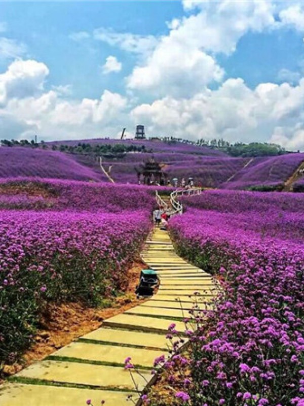柳叶马鞭草花海