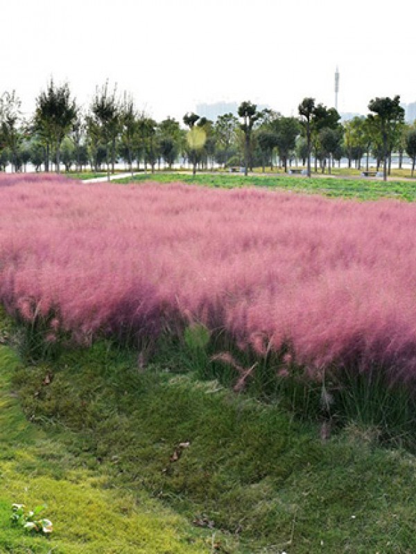 粉黛乱子草花海