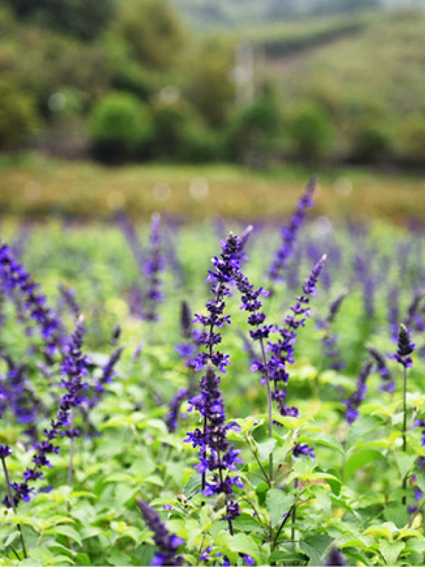 鼠尾草花海