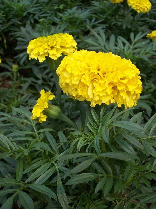 万寿菊（黄、桔红）