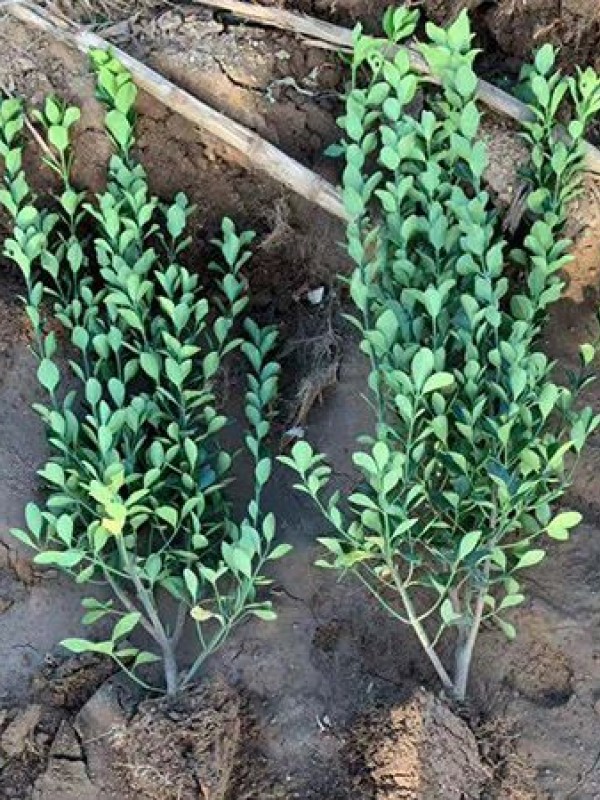 冬青（大叶黄杨）