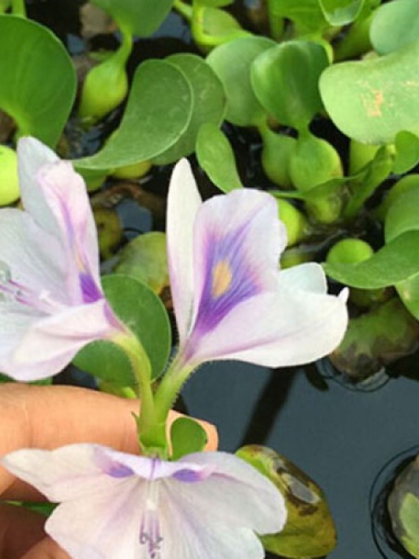 水葫芦