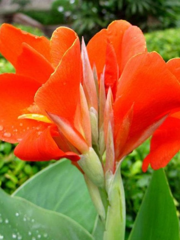 水生美人蕉（红色）