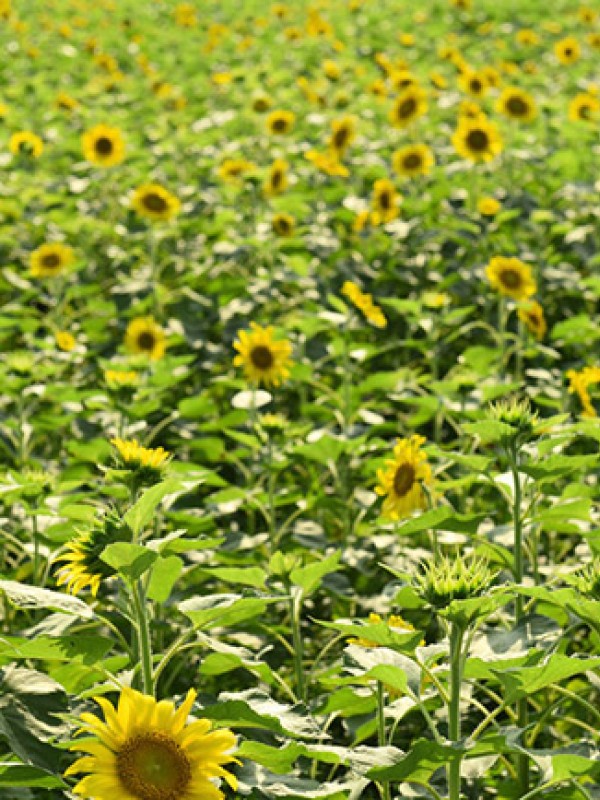 向日葵花海