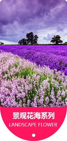 景观花海系列