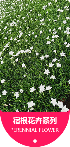 宿根花卉系列
