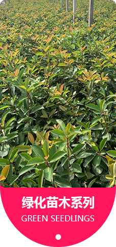 绿化苗木系列