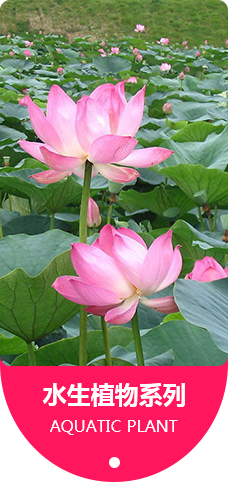 水生植物系列