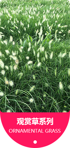 观赏草系列